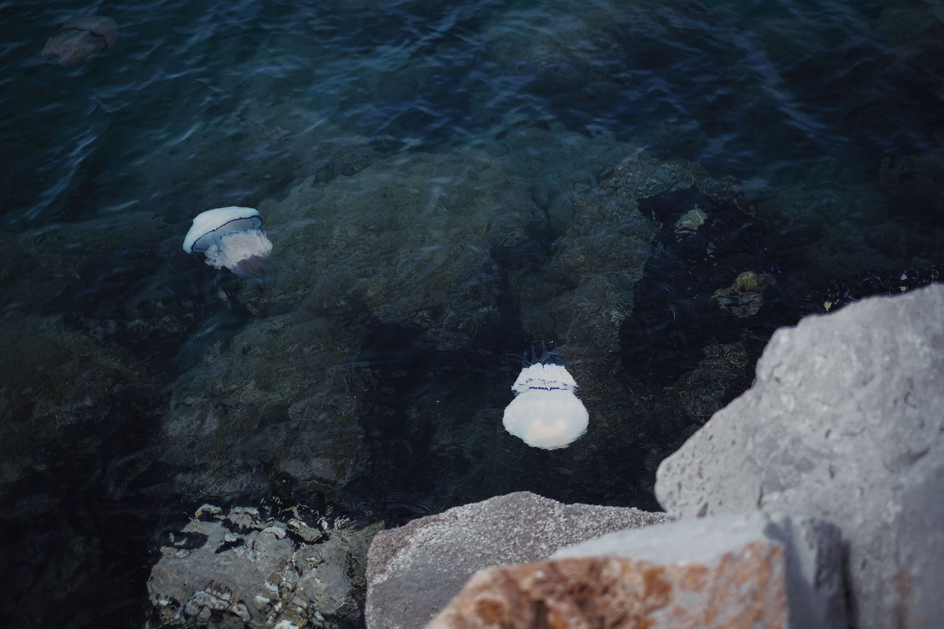 Méduse en mer Méditerranée près des côtes de Majorque