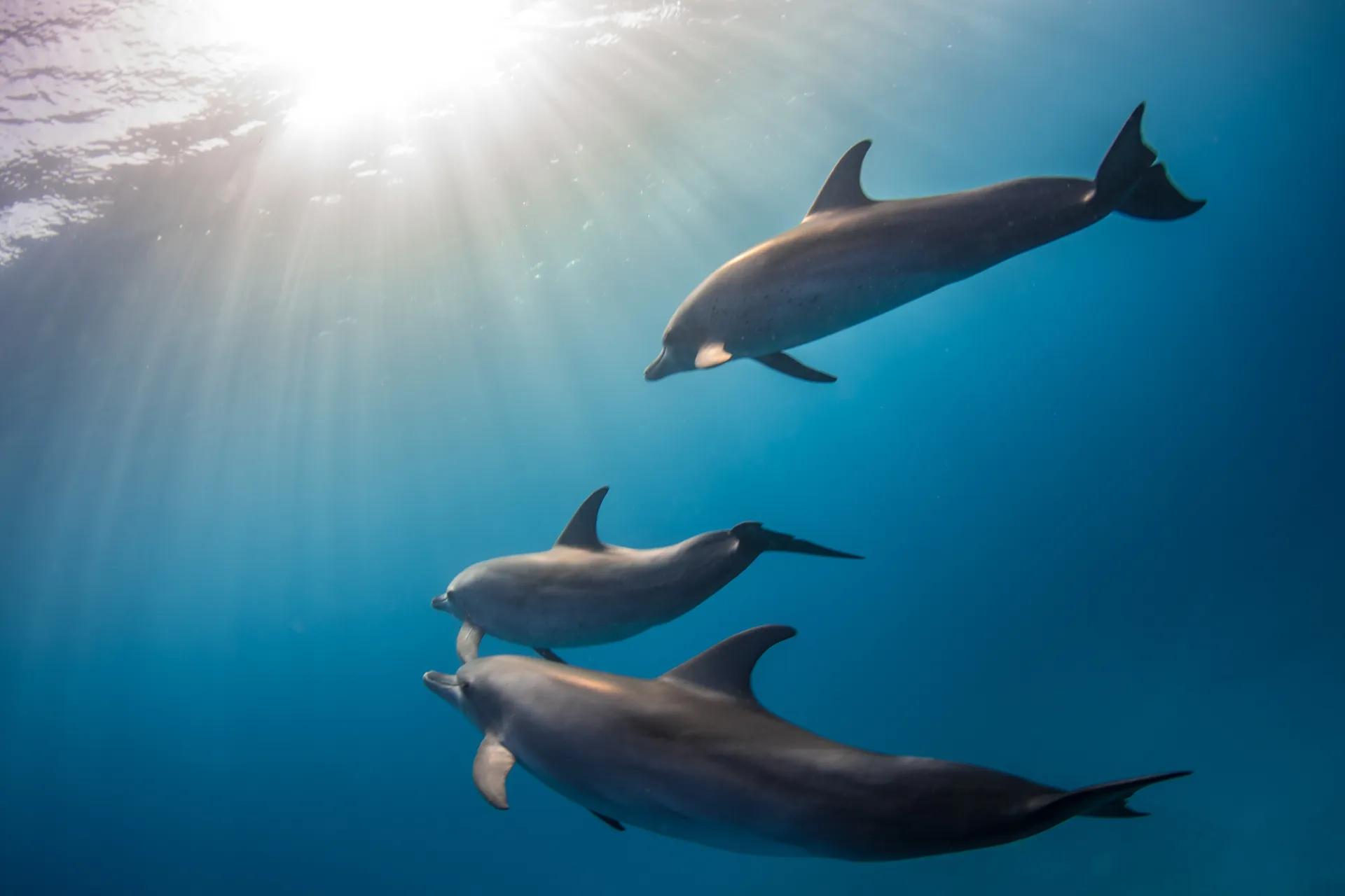 Trois dauphins nageant sous la surface dans les rayons du soleil levant en Méditerranée