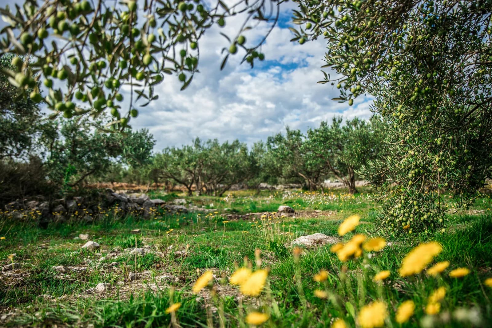 Village perché et oliveraie dans l'arrière-pays majorquin