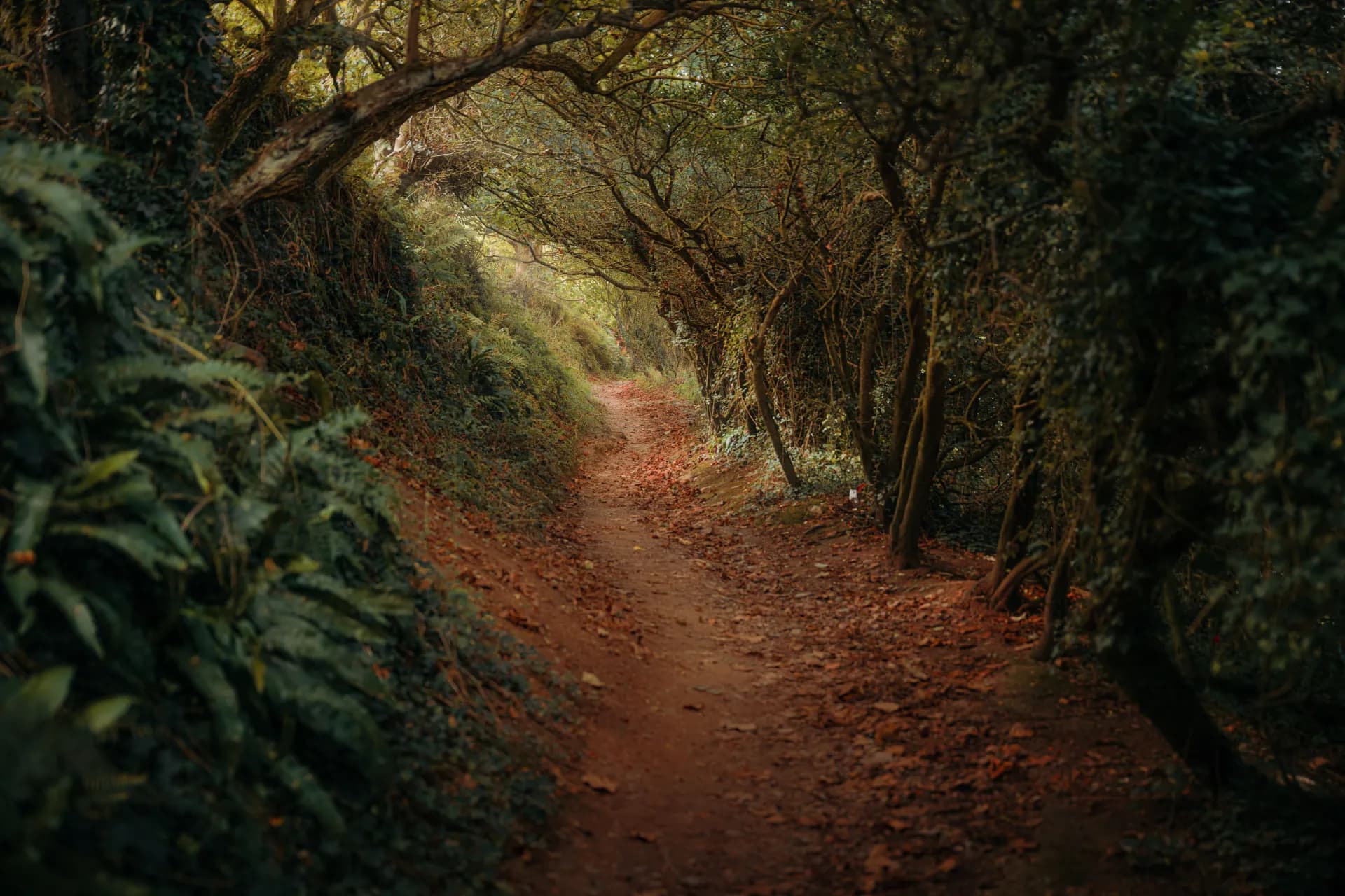 Sentier de randonnée sinueux à travers une forêt dense et luxuriante, bordé de végétation verte et de feuilles mortes au sol