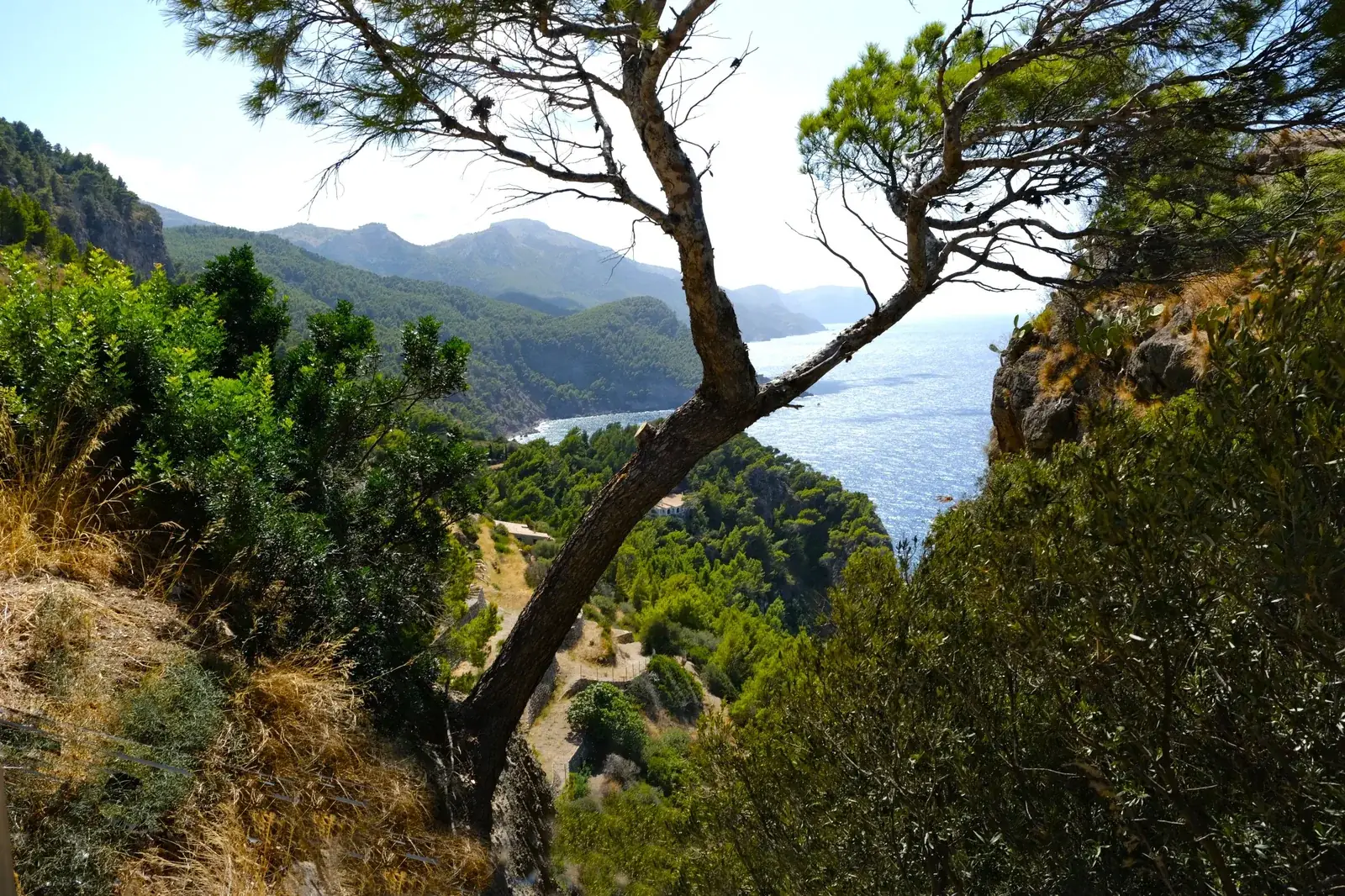 La côte de Banyalbufar vue du sentier, pins et eau bleue en contrebas