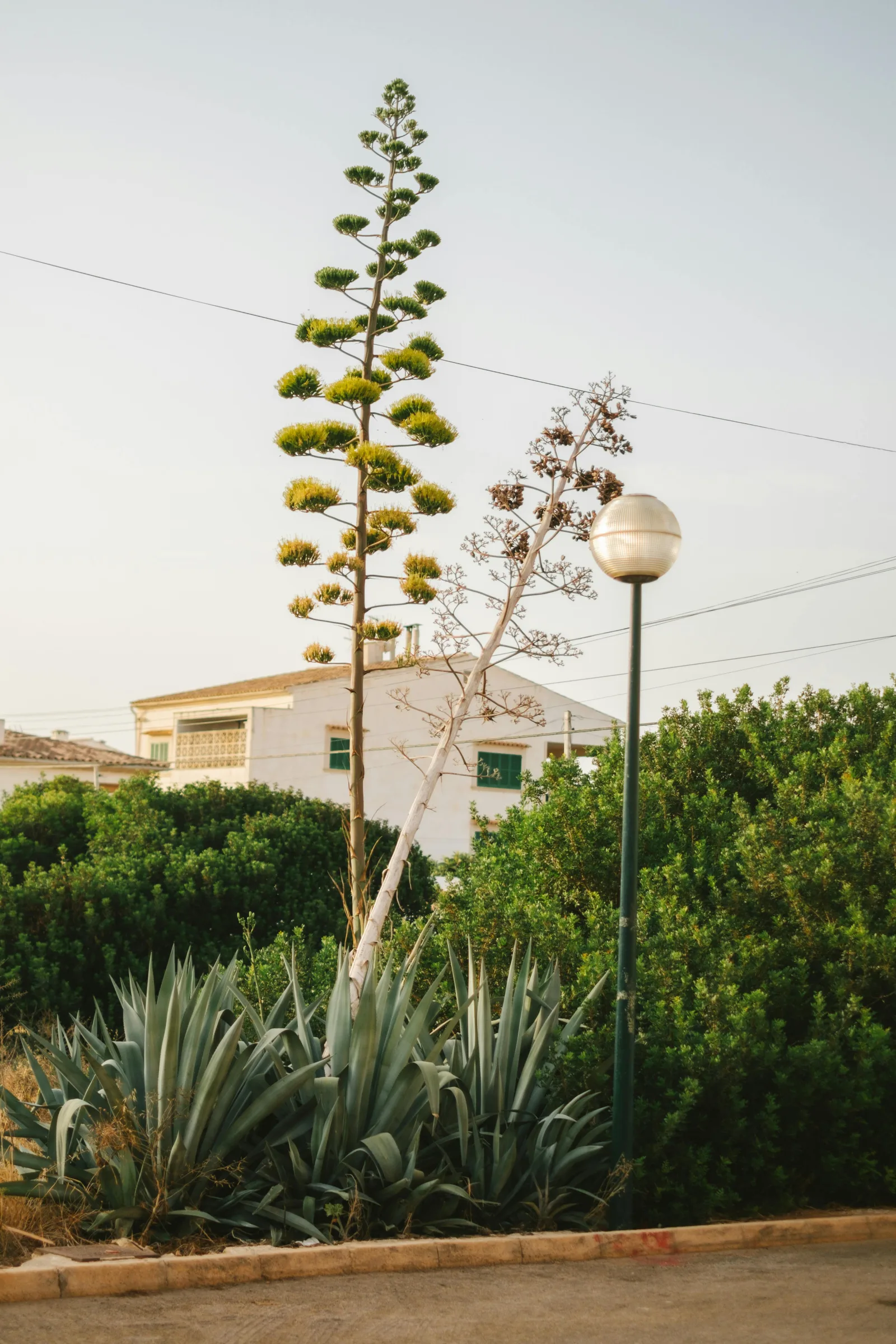 Rue bordée d'agaves à Sa Ràpita, commune de Llucmajor au sud de Majorque