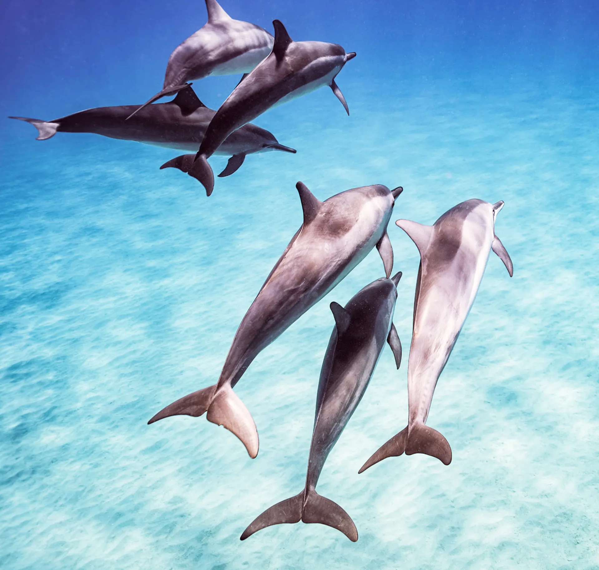 Groupe de dauphins nageant en formation dans une eau turquoise limpide