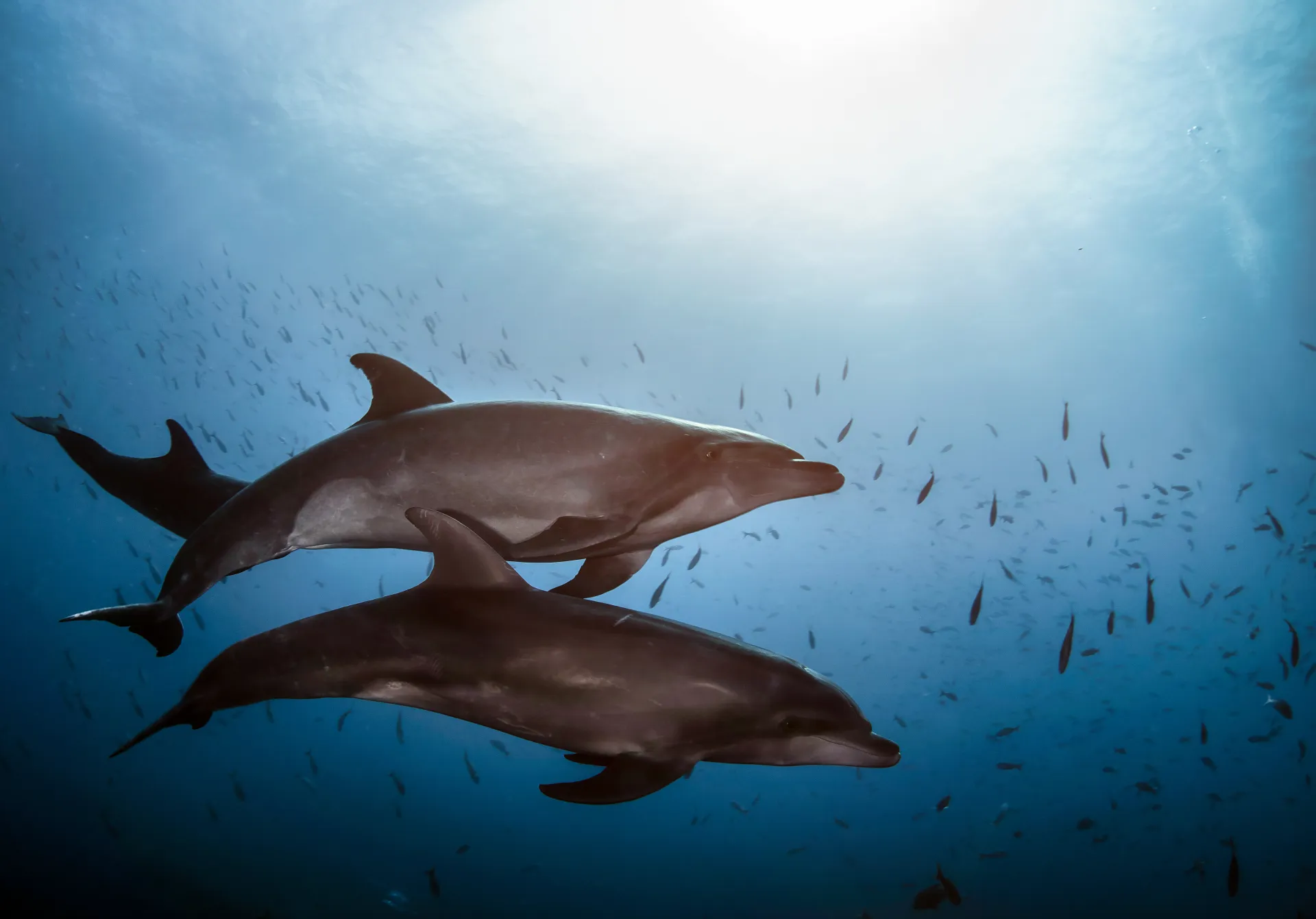 Deux grands dauphins nageant côte à côte au milieu d'un banc de petits poissons