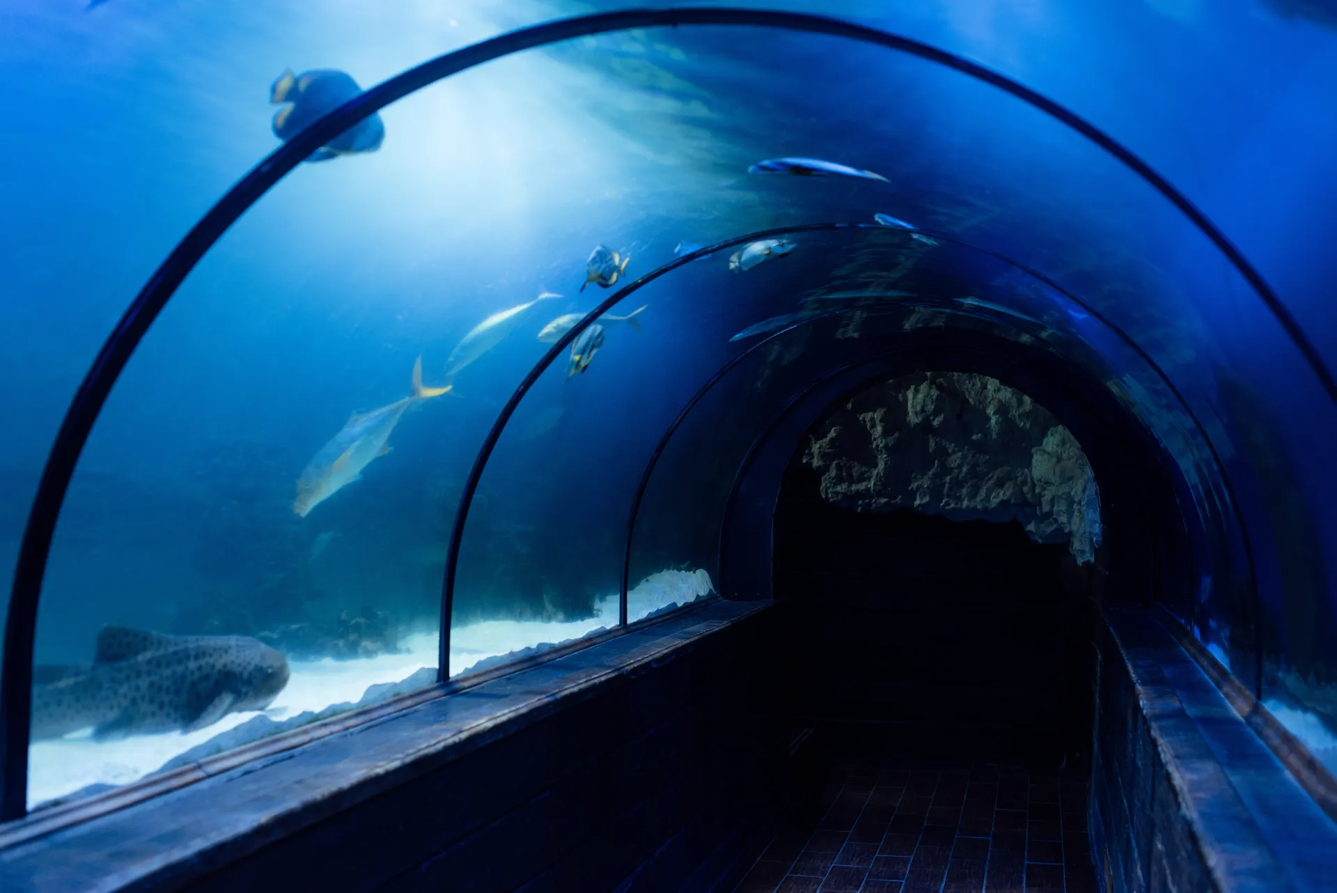 Découvrez la vie marine de près dans un tunnel sous-marin immersif